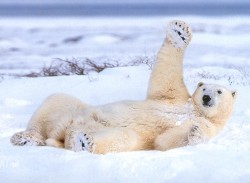 Baer.jpg