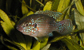 Hemichro.jpg